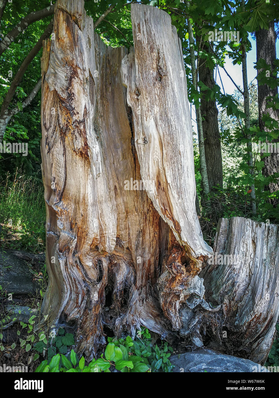 Stainley Park, Vancouver, British Columbia, Canada Stock Photo