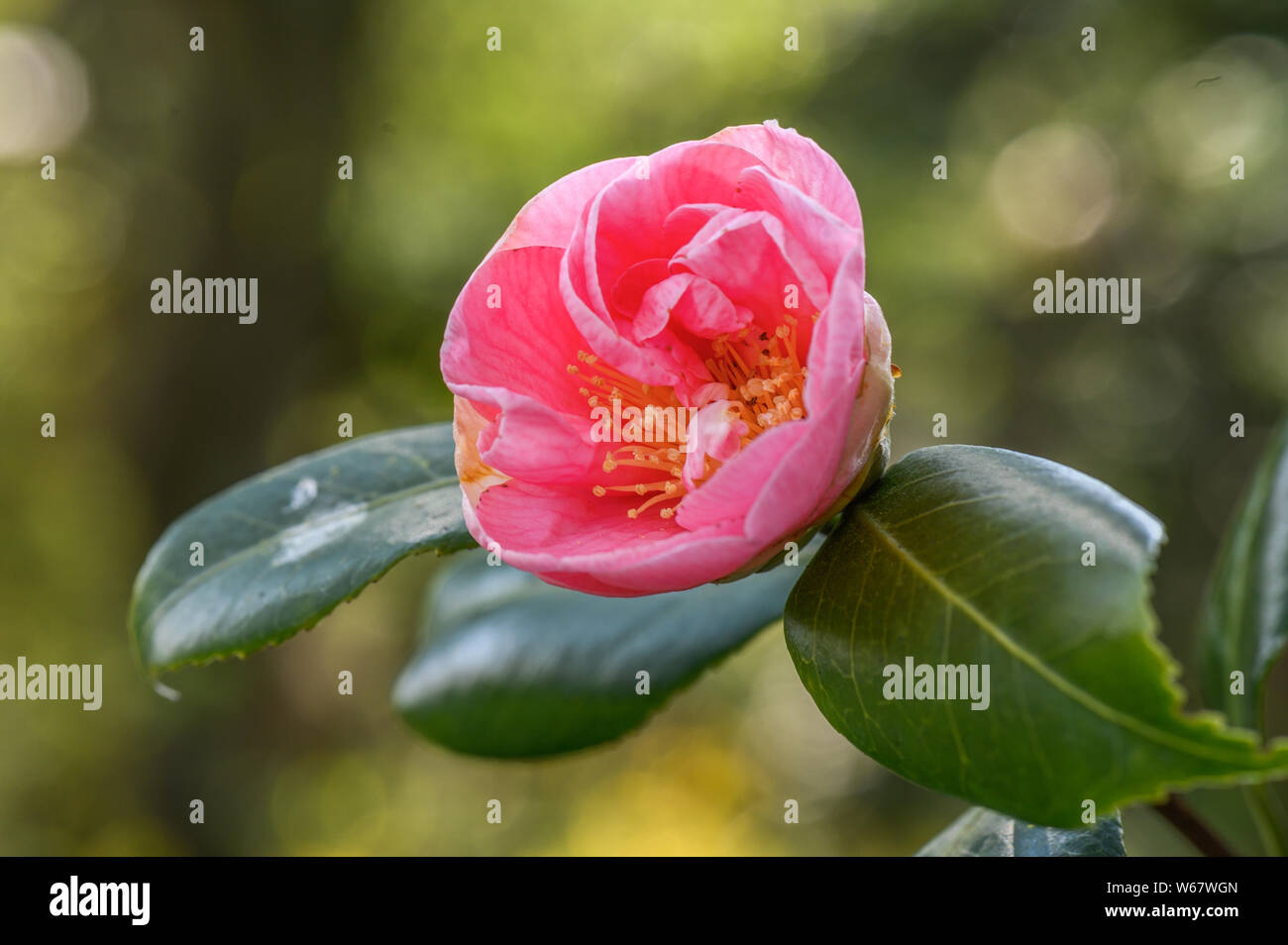 Camellia , garden in Hamburg, Germany Stock Photo