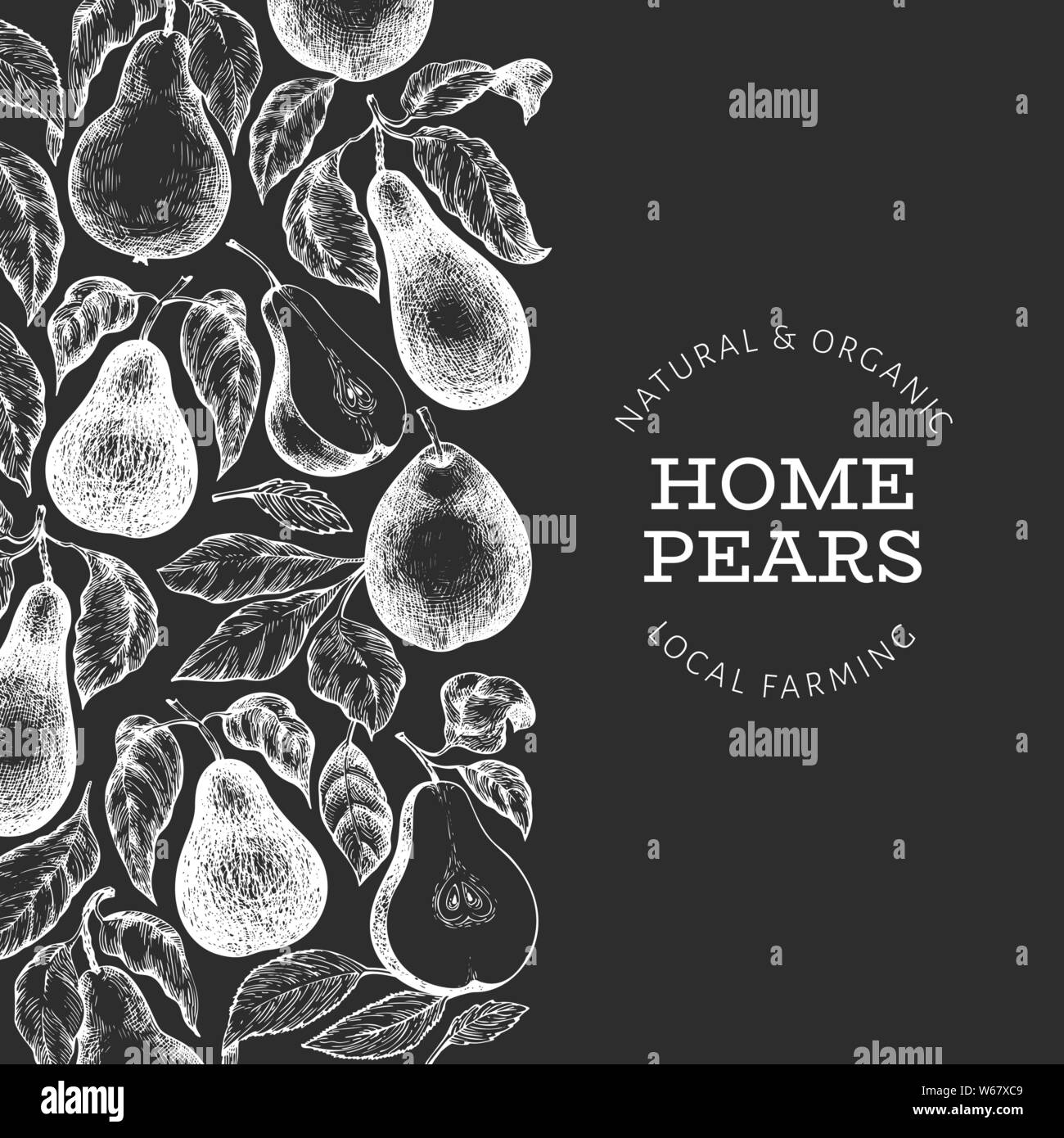 Pear Layout Pear design template. Hand drawn vector garden fruit illustration on ...