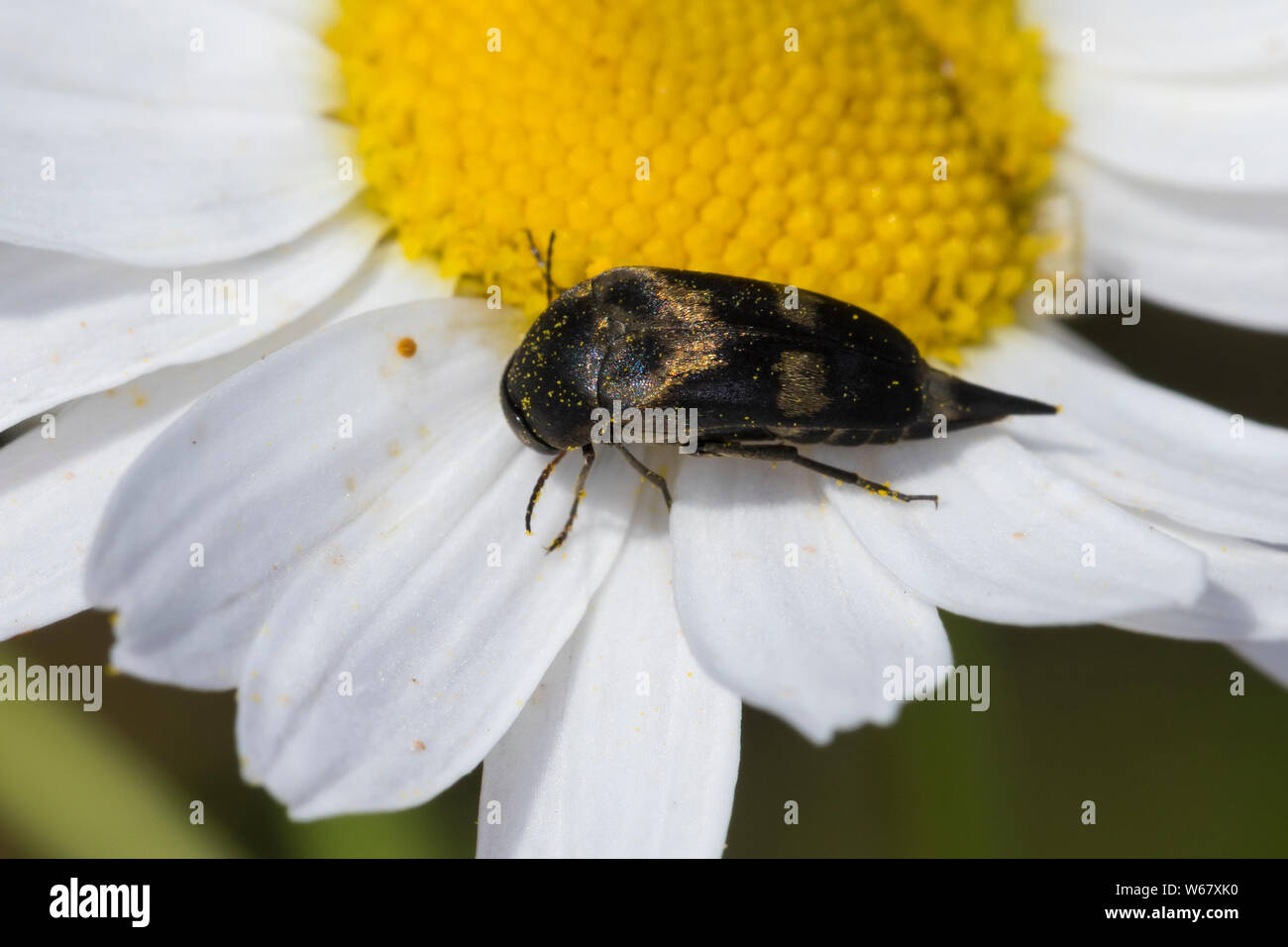 Gebänderter Stachelkäfer, Variimorda villosa, Mordella villosa, Stachelkäfer, Mordellidae, tumbling flower beetles Stock Photo