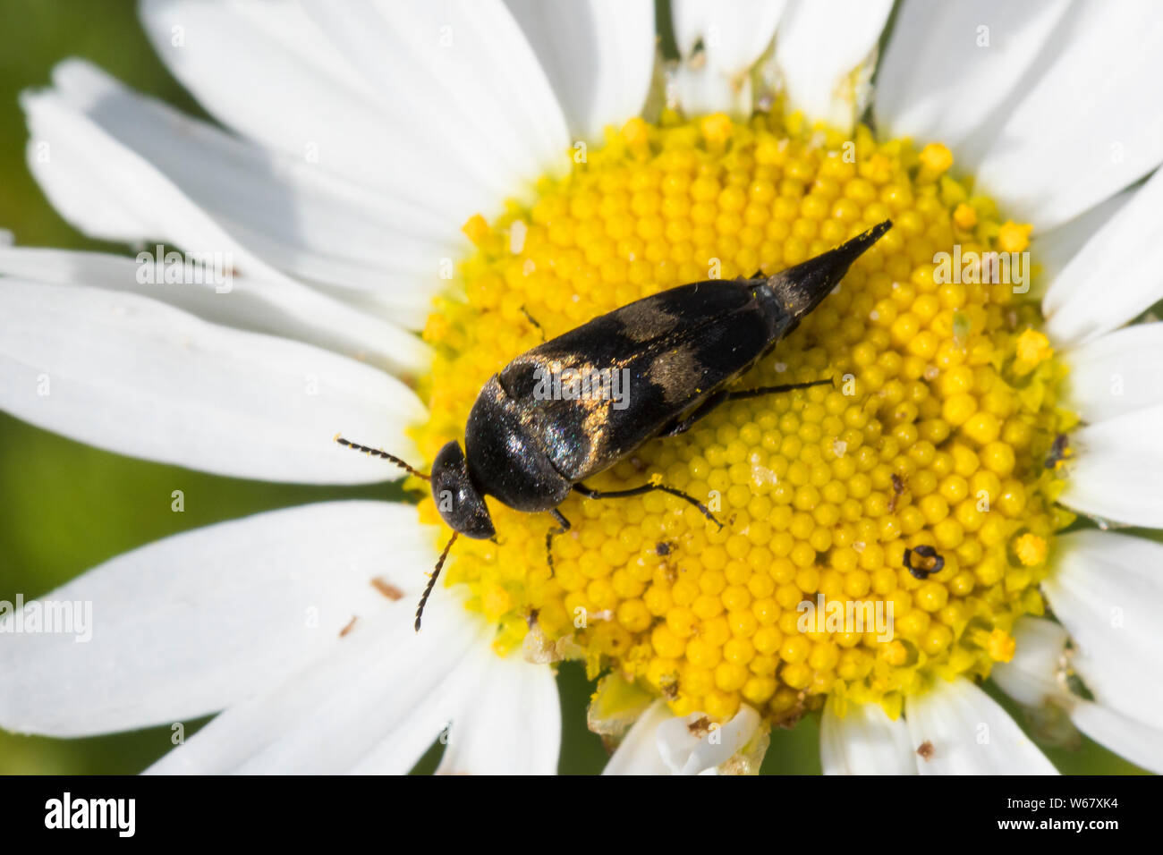Gebänderter Stachelkäfer, Variimorda villosa, Mordella villosa, Stachelkäfer, Mordellidae, tumbling flower beetles Stock Photo