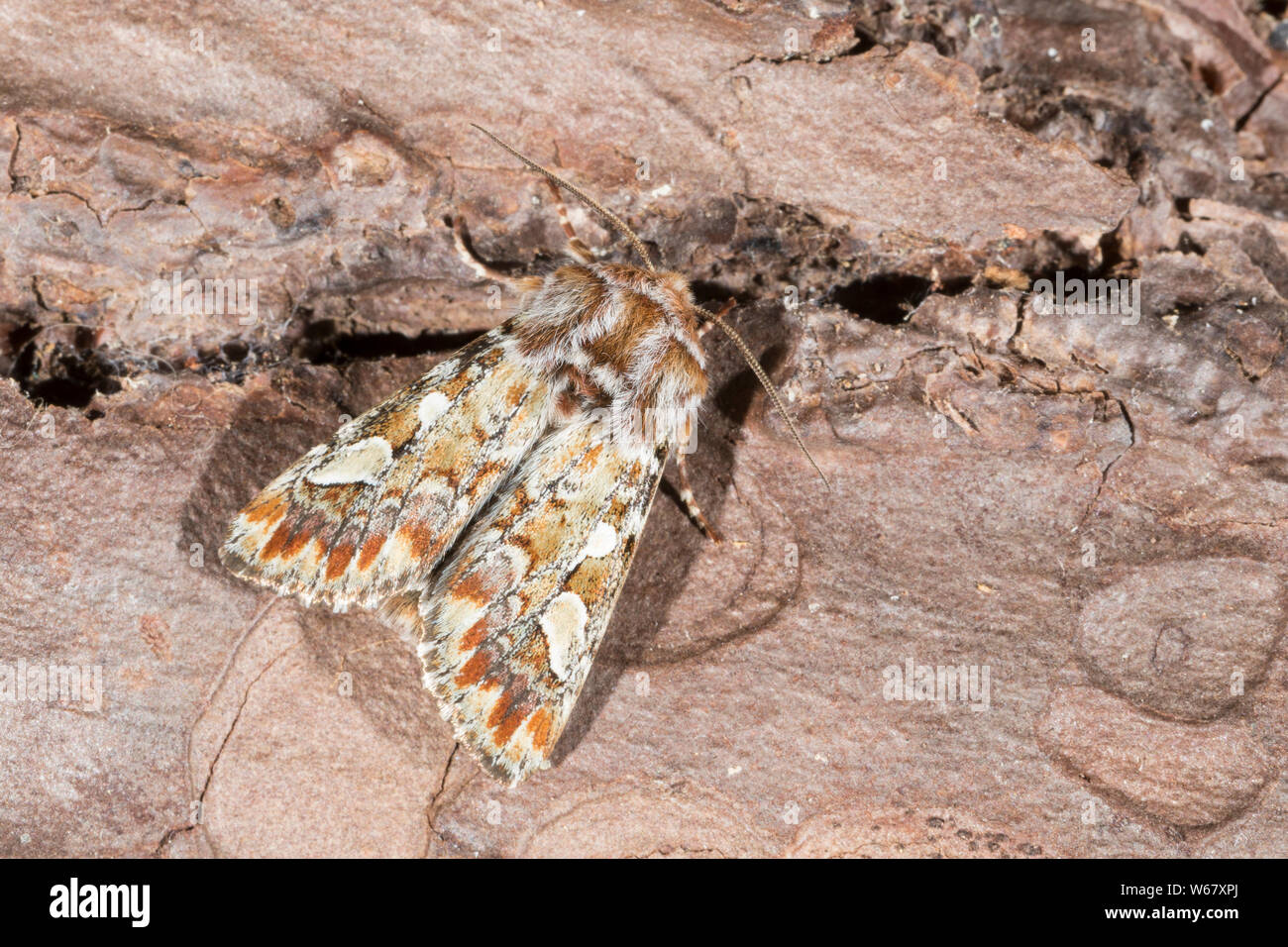 Forleule, Kieferneule, Panolis flammea, Panolis pipiperda, Panolis griseovariegata, pine beauty, la Noctuelle du pin, Eulenfalter, Noctuidae, noctuid Stock Photo