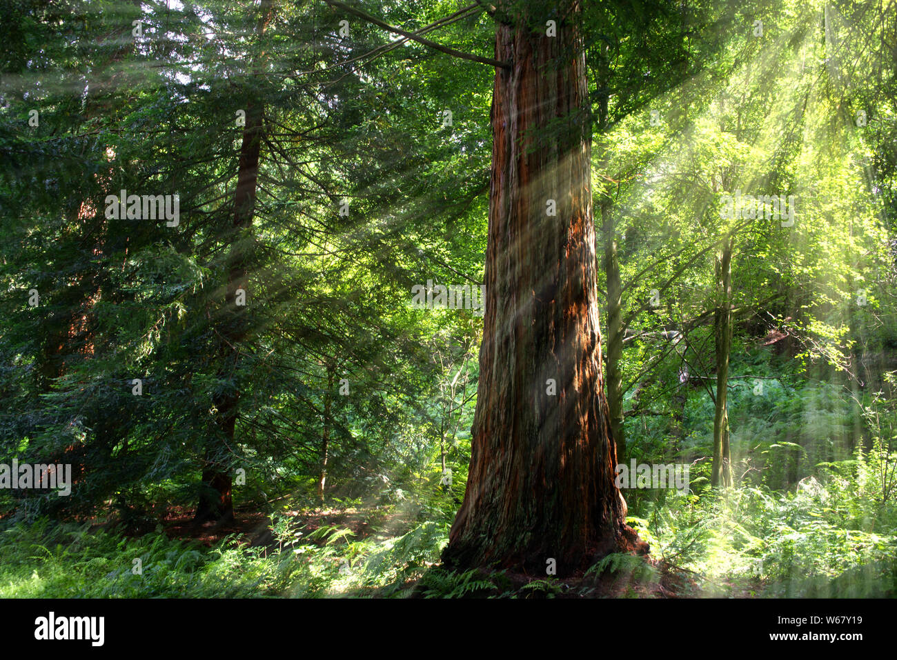 pine tree in woods with light shining through Stock Photo