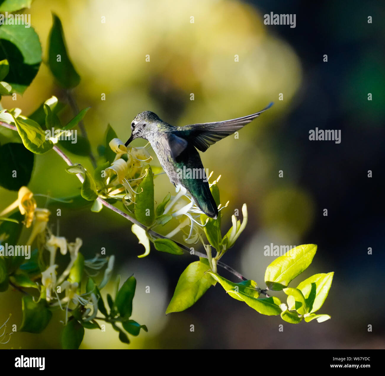 Hummingbird honeysuckle hires stock photography and images Alamy