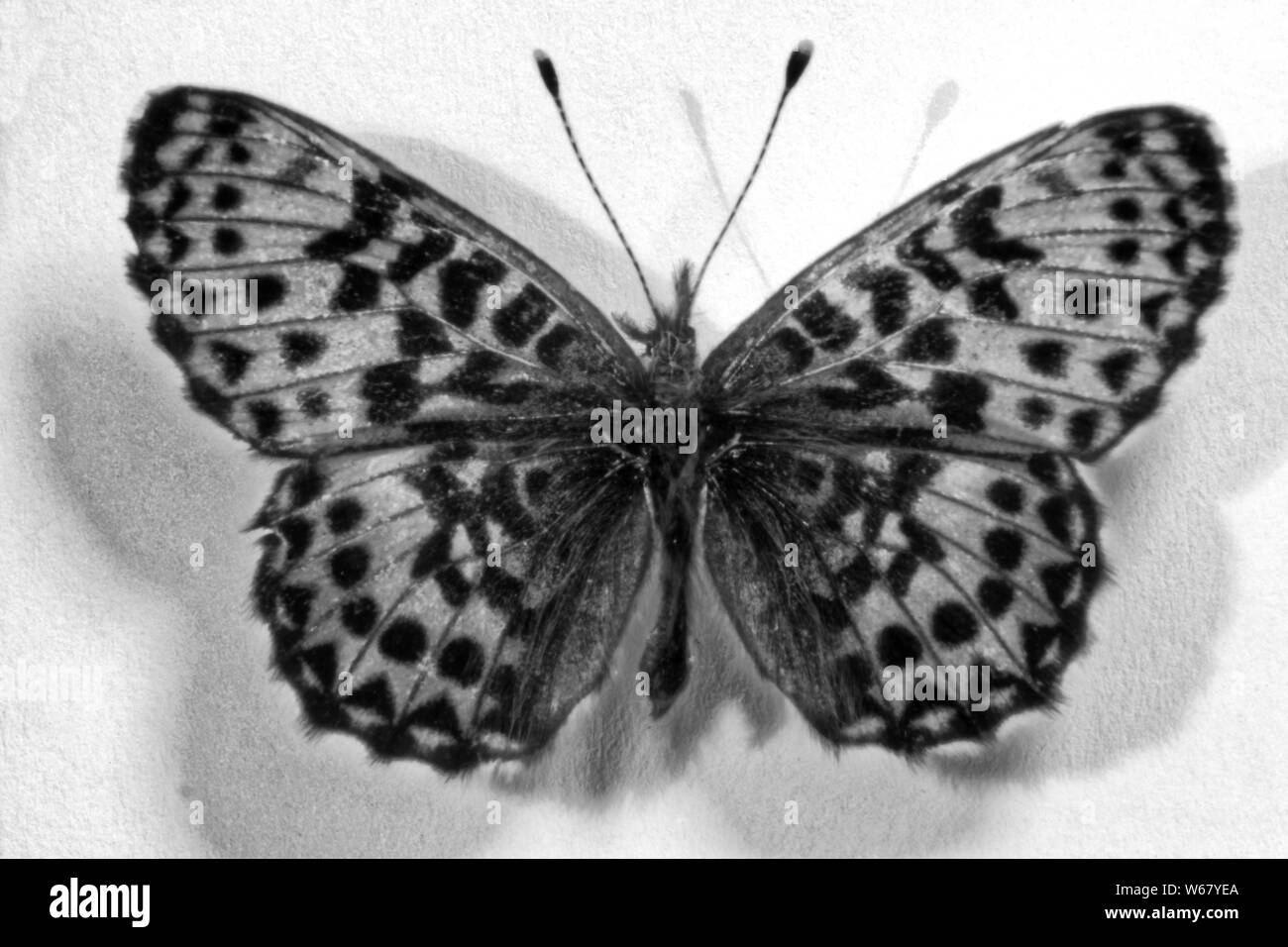 Photo butterfly Argynnis adippe,Siberia,Russia Stock Photo