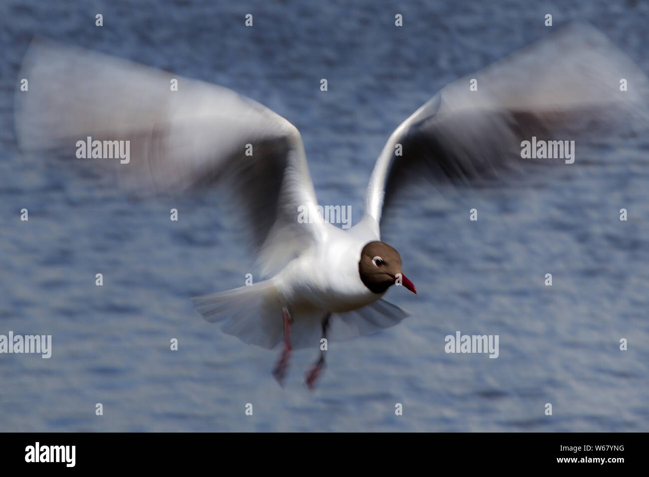 A black headed gull with a chocolate brown head hovering at the Lodmoor RSPB reserve in Weymouth Dorset with fast beating wings Stock Photo
