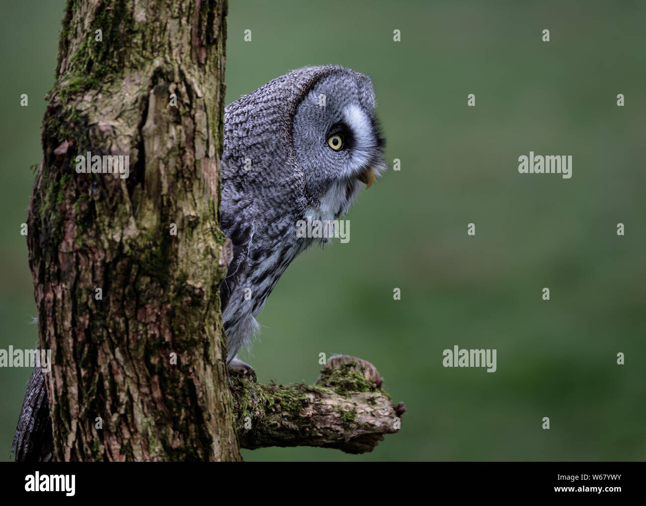 Great Grey Owl Watching Stock Photo Alamy