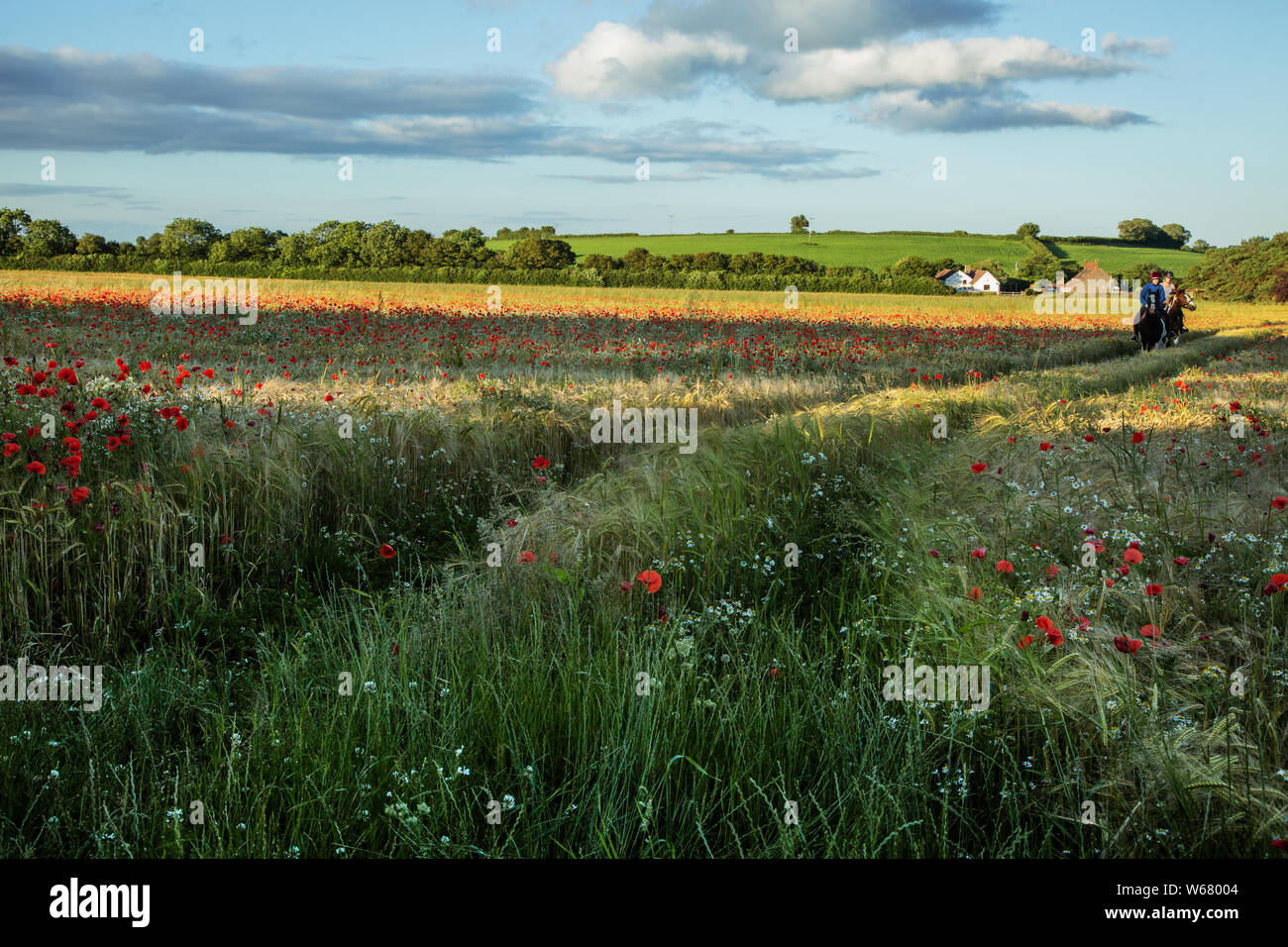 Beautiful rural English landscape with poppy field and bridle path, Gloucestershire, England, UK Stock Photo