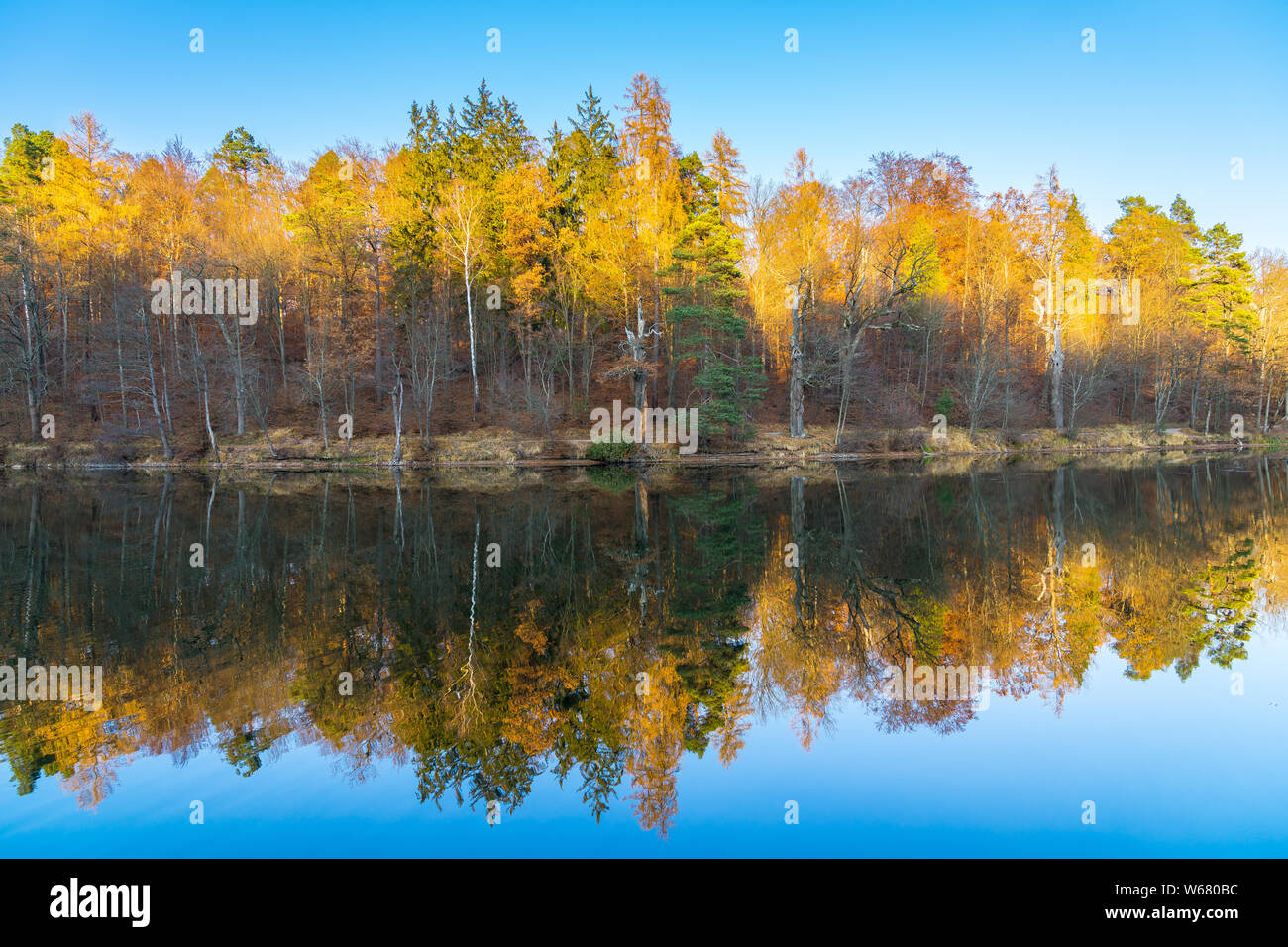 Germany, Silent water reflecting colorful forest in stuttgart baerensee ...
