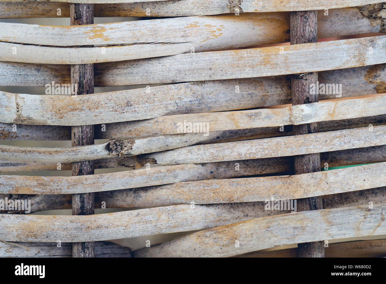 Background of reed. Reed Isolated. Traditional fence made of bamboo