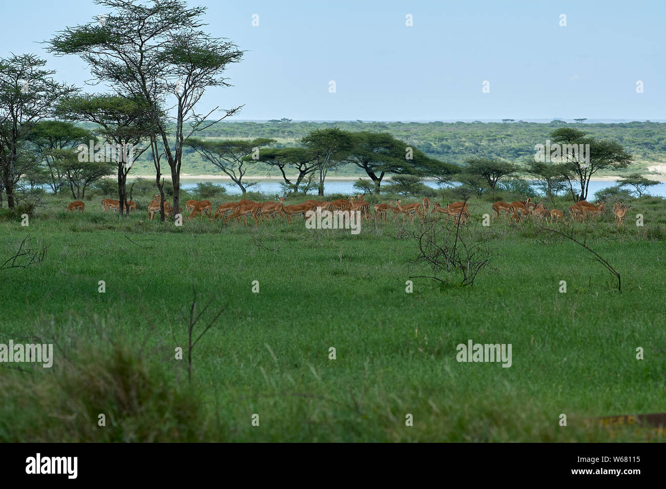 A herd of Impala antelopes grazing in view of Lake Ndutu Stock Photo