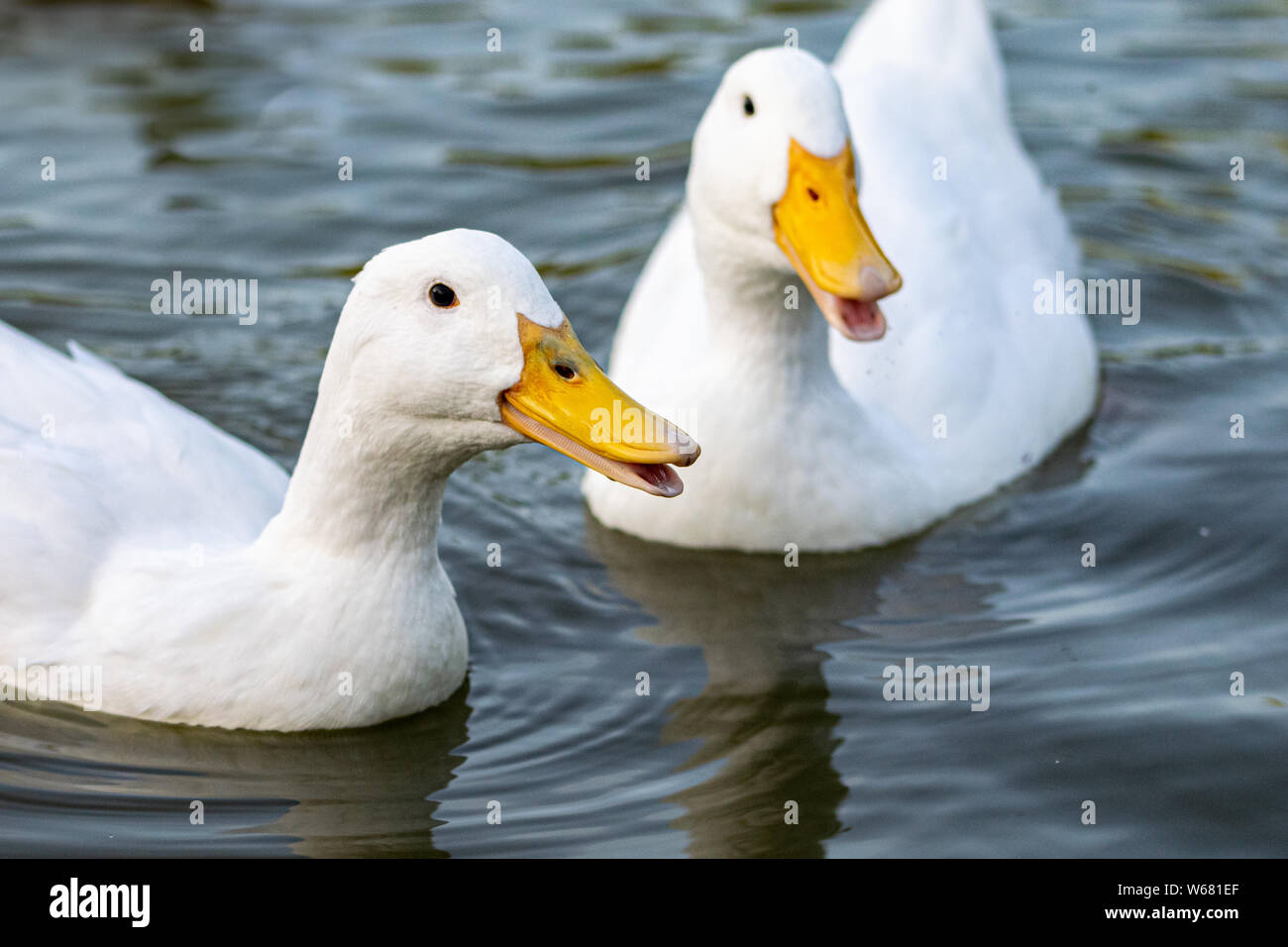 Pekin (Aylesbury) ducks on a lake Stock Photo