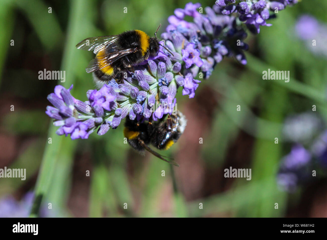 Two humblebees (humble-bee) taking nectar from a lavender flower Stock Photo