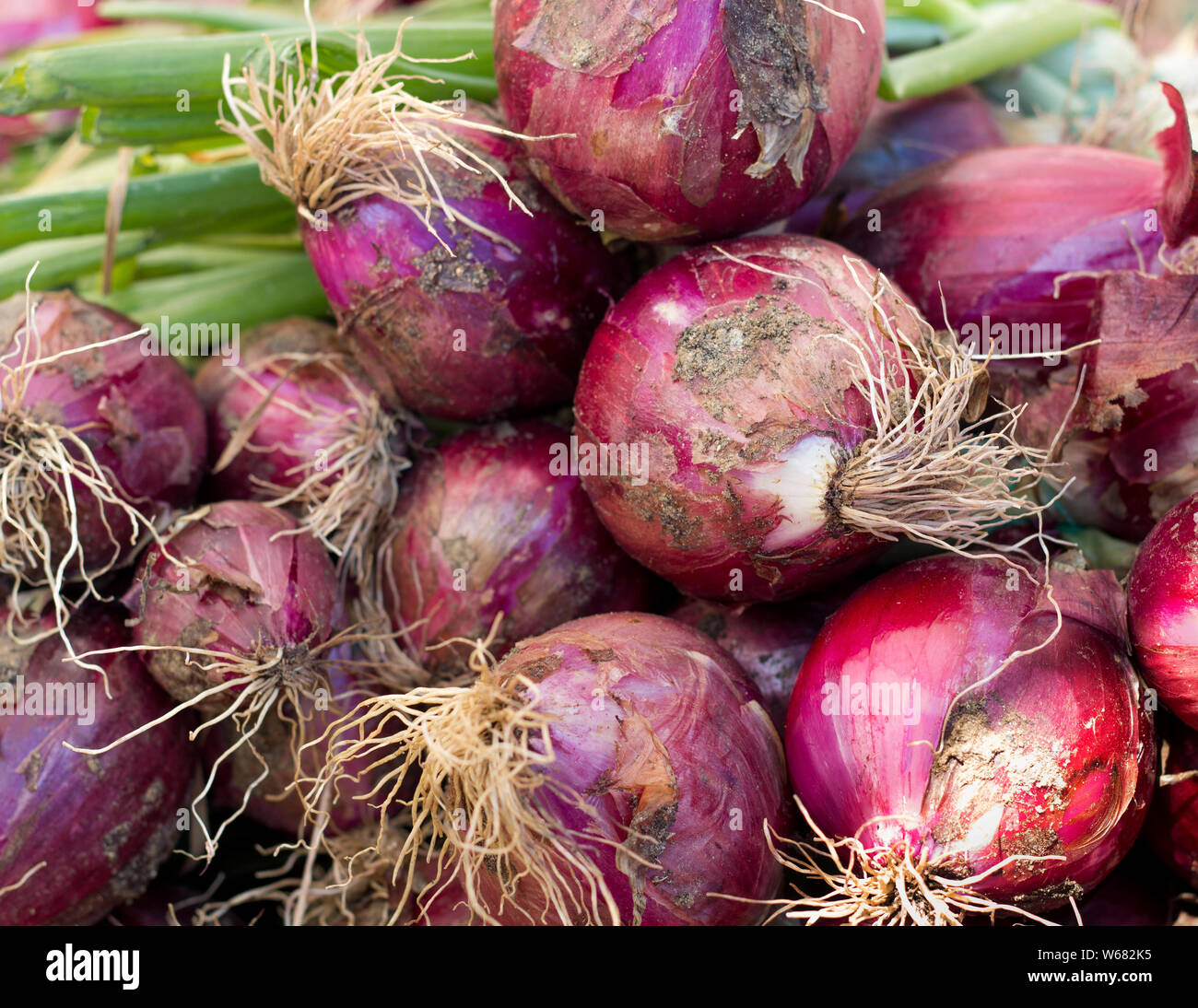 Sweet onions on sale hi-res stock photography and images - Alamy