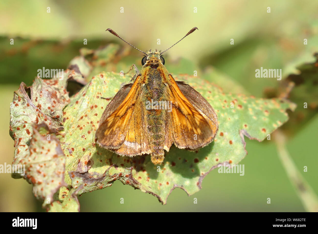 Skipper butterfly, Eversley, Hampshire, UK Stock Photo