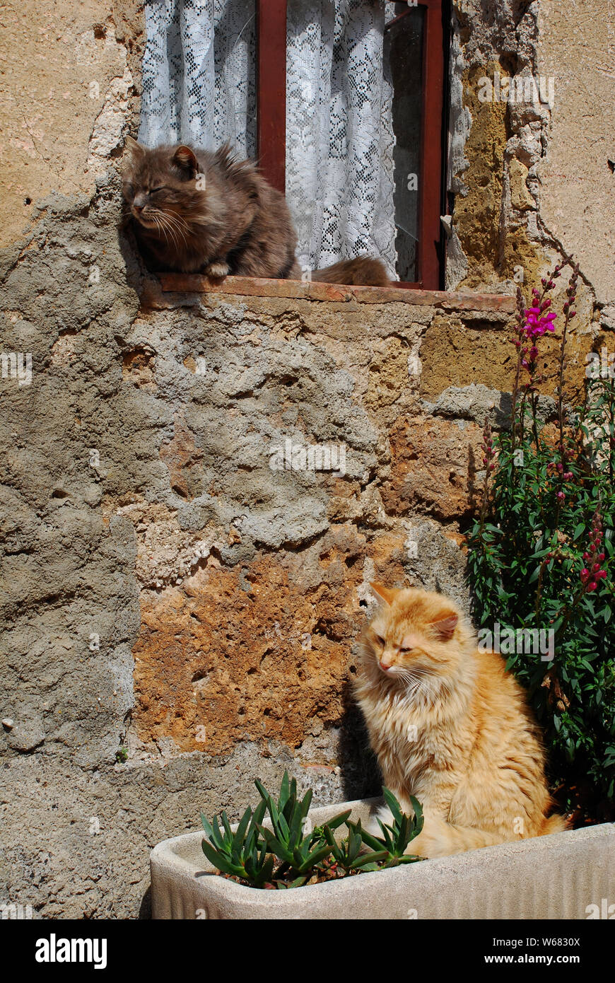 Two cats sit outside their house enjoying the spring sunshine, Tuscany, Italy Stock Photo