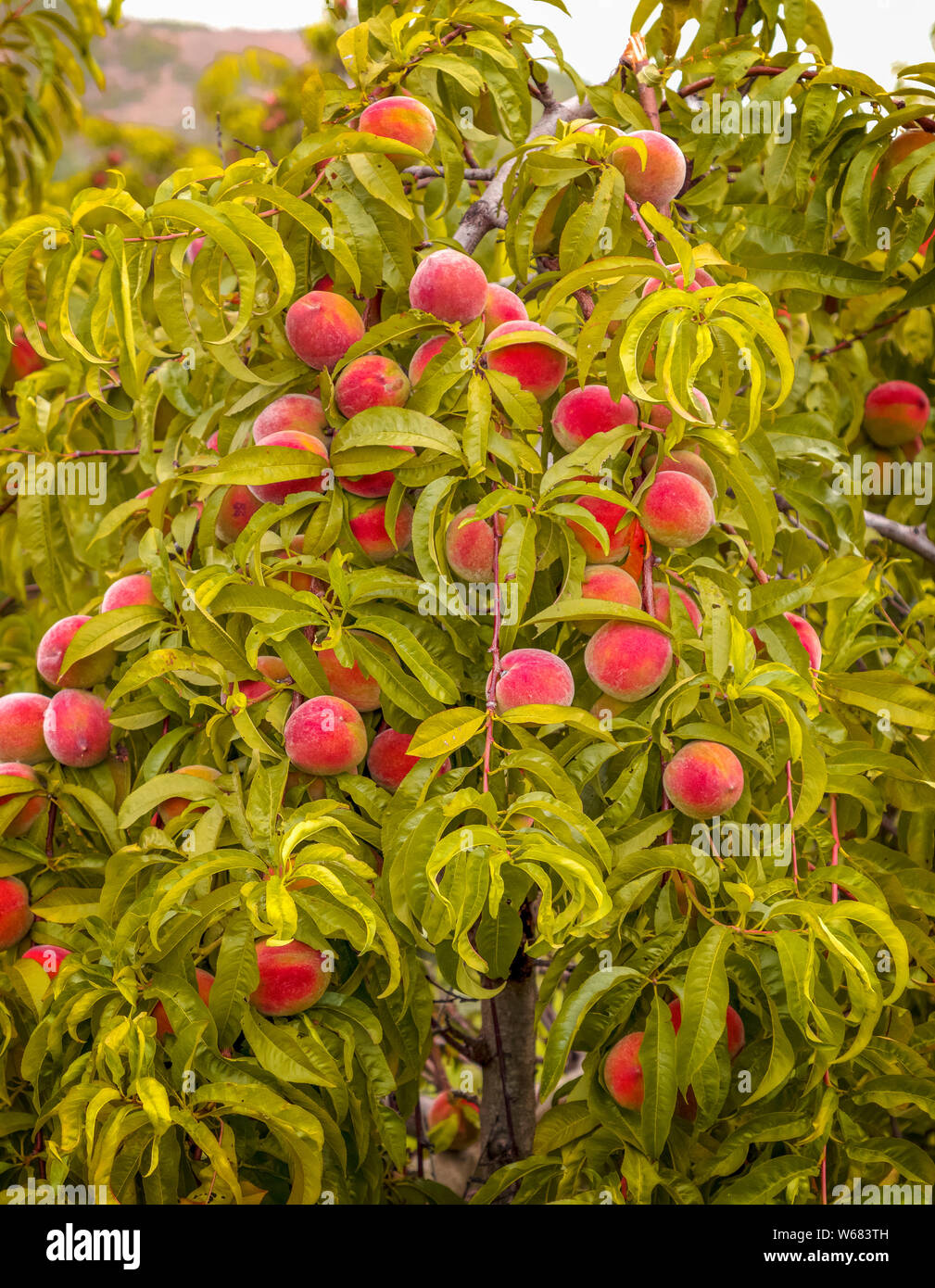 Peach Tree Branches High Resolution Stock Photography and Images Alamy