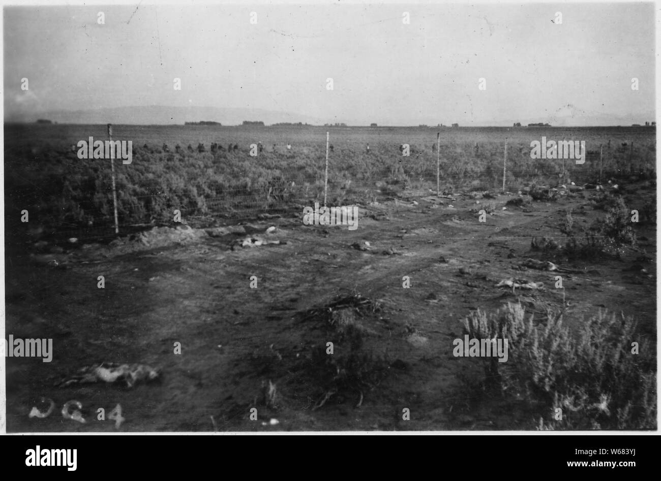 Rodent Control. A rabit drive is on! THe men can be seen beating the brush in the background. By looking closely one can see the jack rabbits coming out of the brush along the fence.; Scope and content:  Camp DG 4 is located one mile southwest of Springfield, Idaho in the SE 1/4 Section 14, Township 4 South, Range 32 East. It is occupied by CCC Company 990 from Big Sur, State Park 12, Monterey District, California. The work area of this camp lies in Grazing District No. 3. It is located about one mile from the rail head. Construction of the Camp was begun by the advanced detail on May 1. It wa Stock Photo