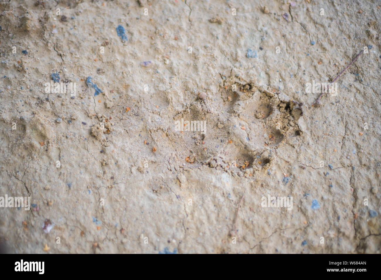 big animal footprints on hard  ground Stock Photo