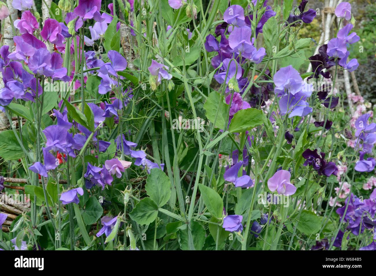 Lathyrus ododatus mighdnight blues sweet pea sweet pea flowers large