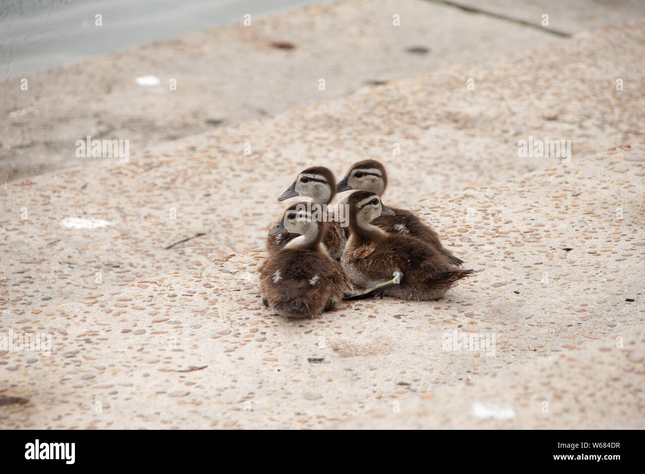 Juvenile wood duck hires stock photography and images Alamy