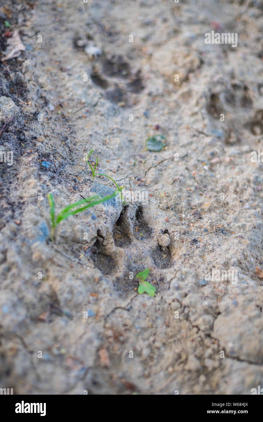 big animal footprints on hard  ground Stock Photo