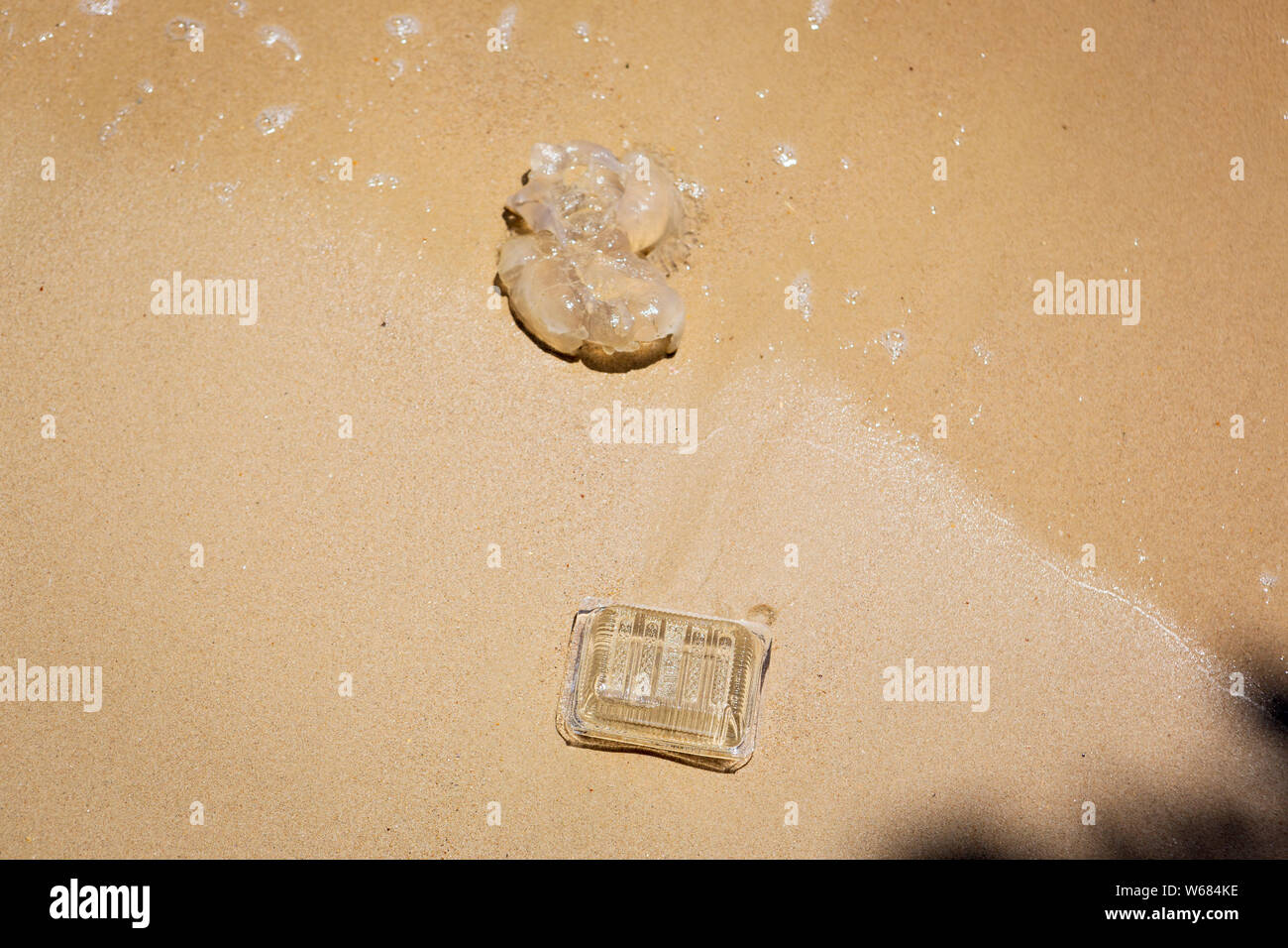 A plastic container and jellyfish washed up at a Thai beach, Krabi, Thailand. Environmental pollution - plastic pollution. Stock Photo