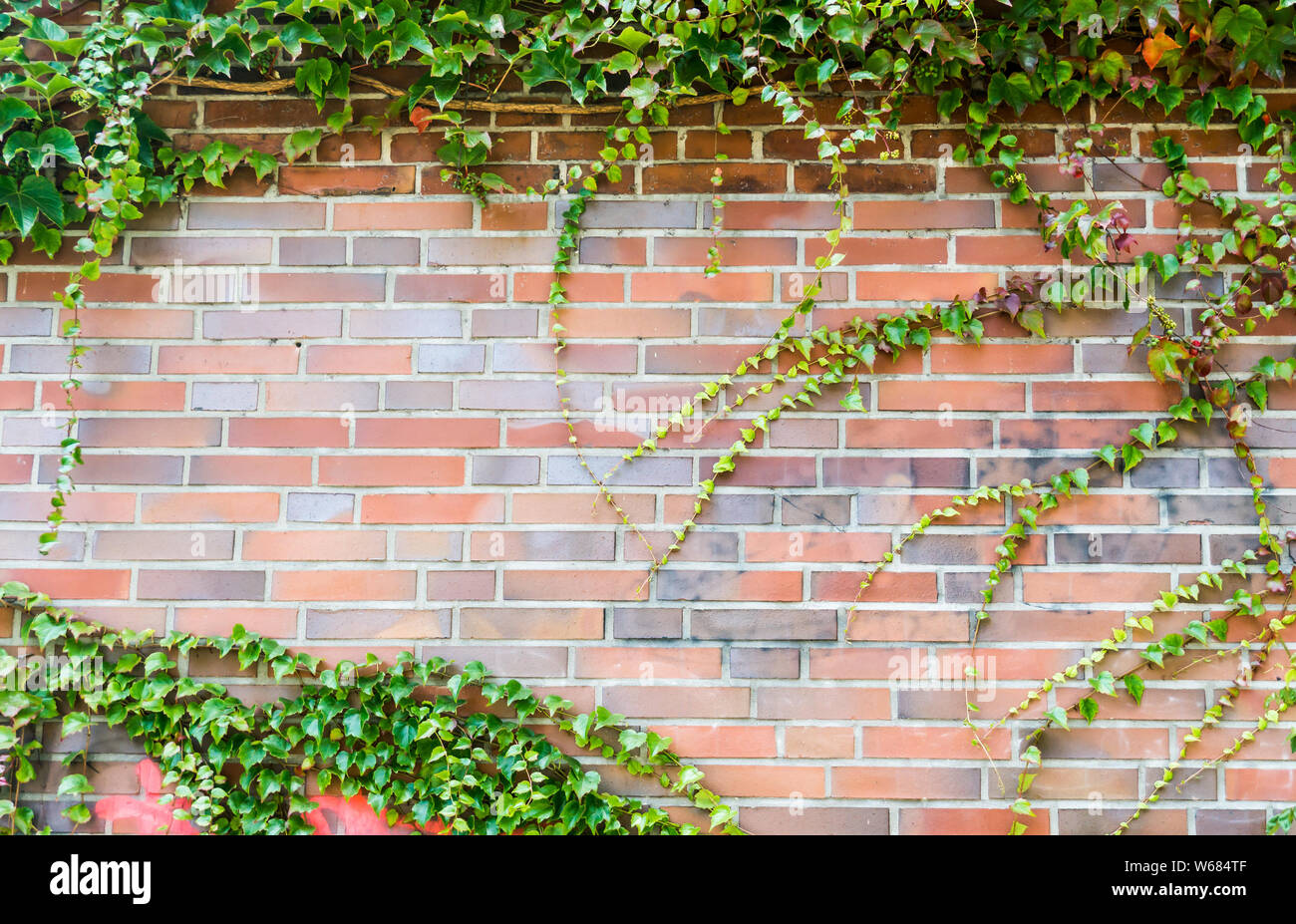 brickwall framed with plants Stock Photo