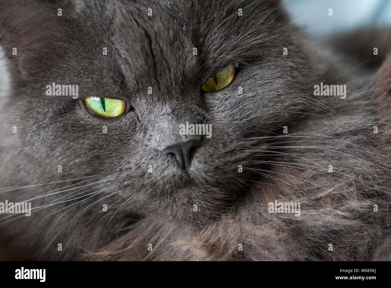Head and face of long haired British Blue Cat Stock Photo
