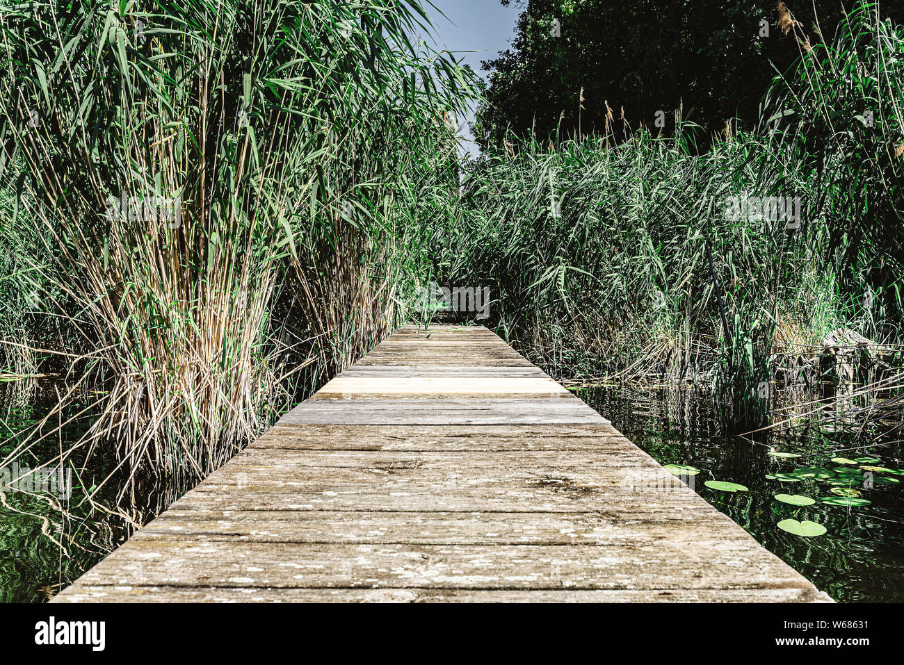 jetty or wooden dock on lake surrounded by reeds on sunny day Stock Photo