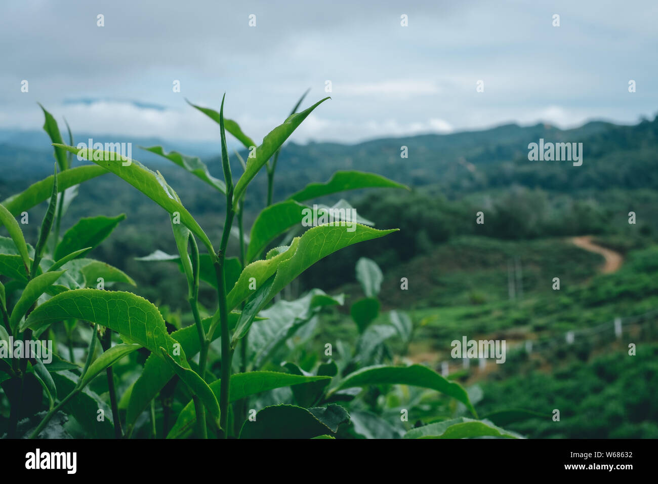 tea plant with landscape in background Stock Photo Alamy
