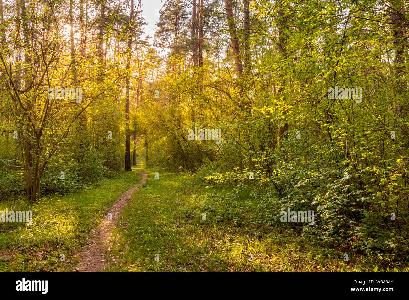 Sunrise With Pine Trees High Resolution Stock Photography and Images ...
