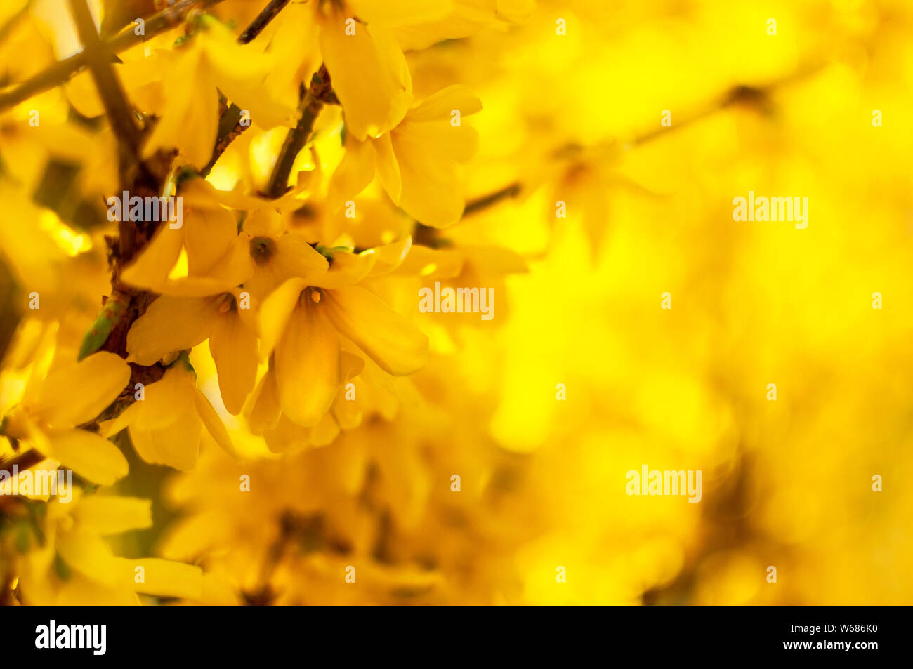 Forsythia (Golden Bell, Border Forsythia) yellow flowers, selective focus, blurred bokeh background. Symbol of spring, idea of easter holidays. Stock Photo