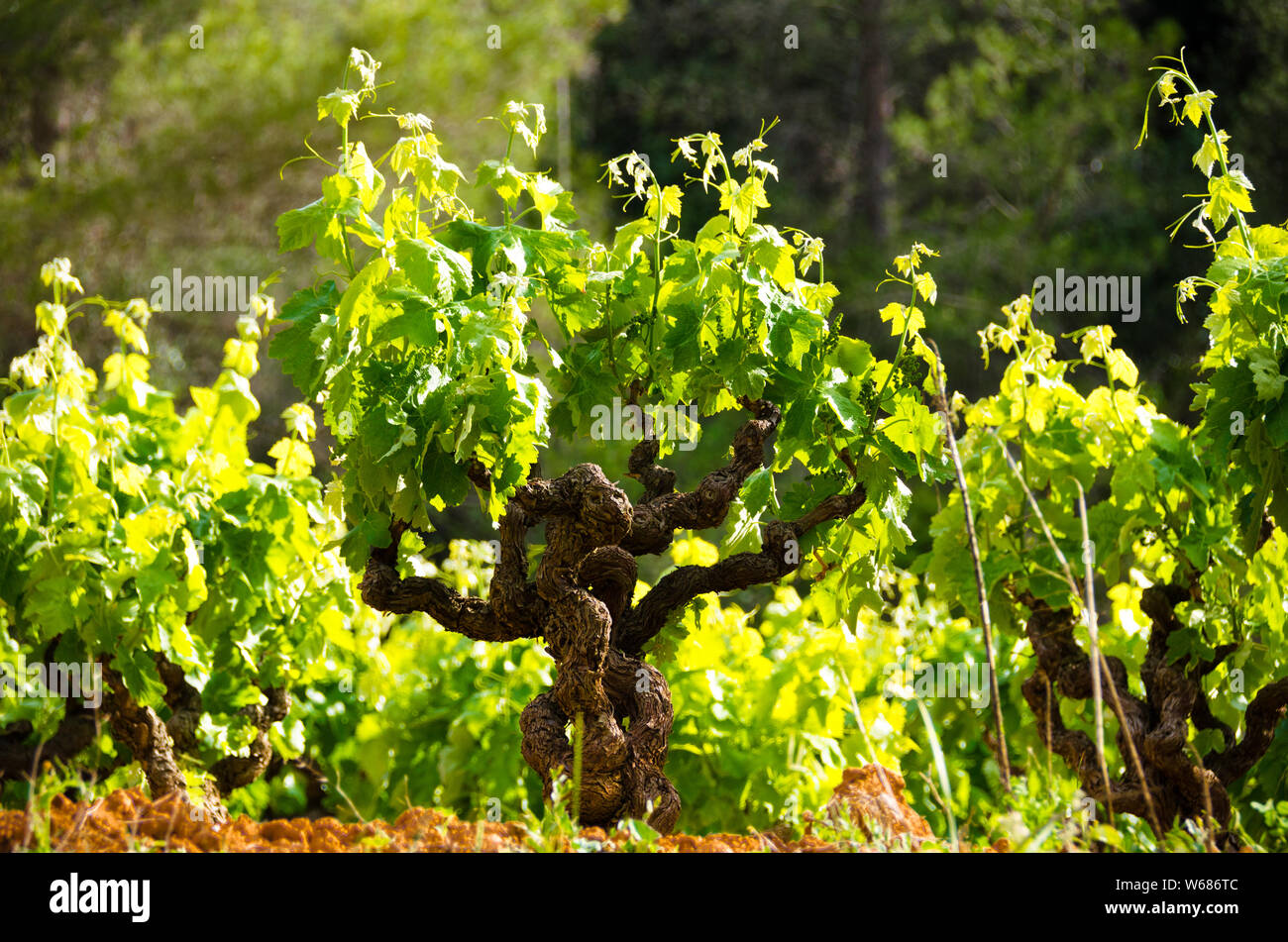 Vineyards of Anoia, Barcelona in the month of May Stock Photo Alamy