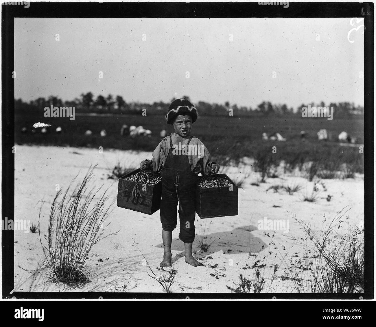 Salvin Nocito, 5 years old, carries 2 pecks of cranberries for long distance to the bushel man. Whites Bog. Brown Mills, N.J. Stock Photo
