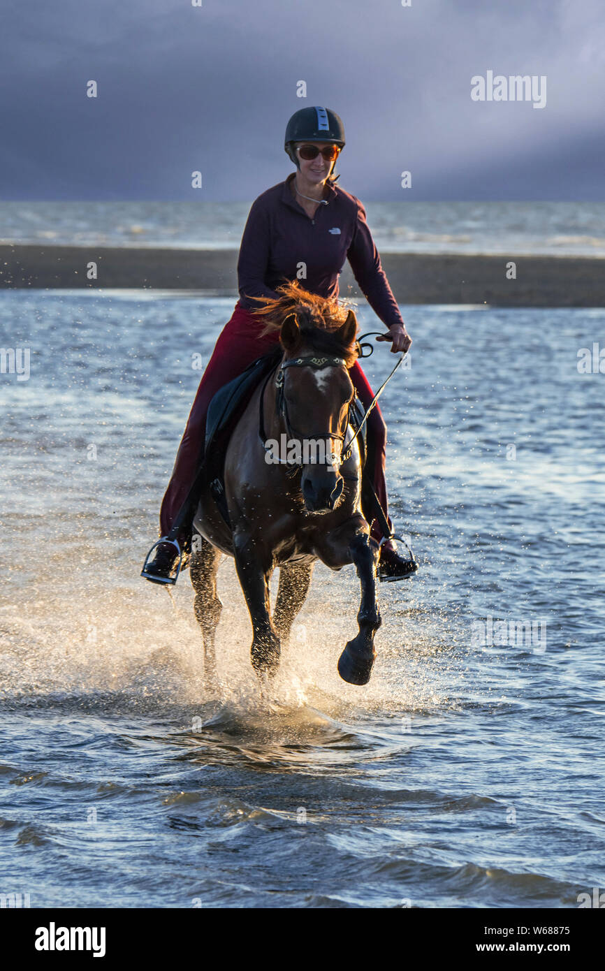 Horsewoman / female horse rider on horseback galloping through shallow ...