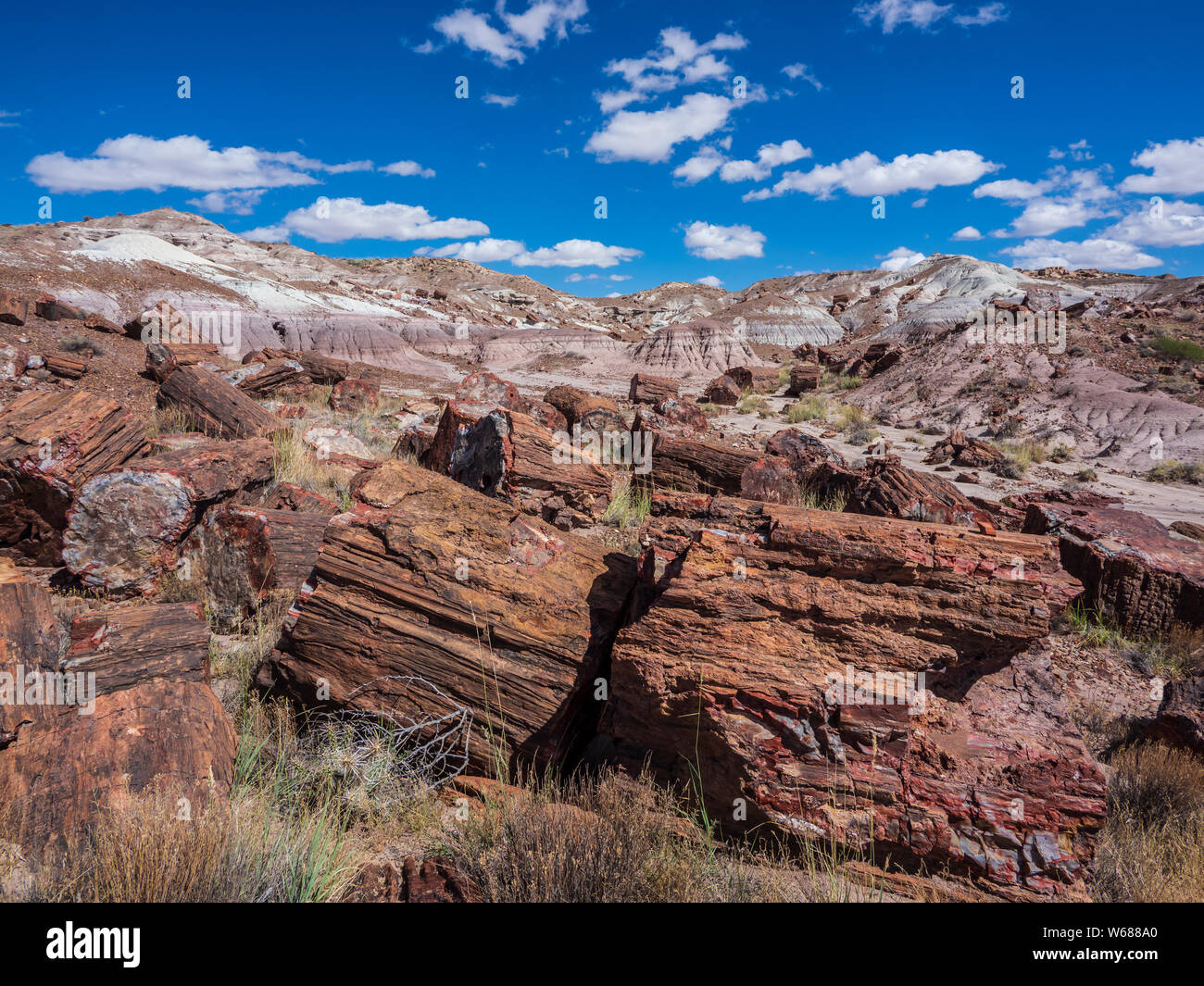 Plant growing in petrified wood, old road into the Jasper Forest area, Petrified Forest National Park, Arizona. Stock Photo