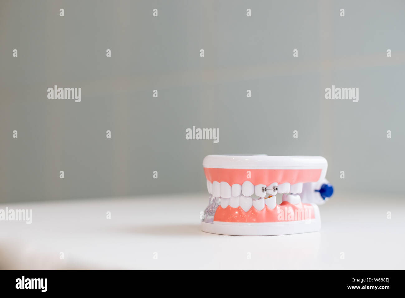 dental hygienist checkup concept.Dental tooth dentistry student