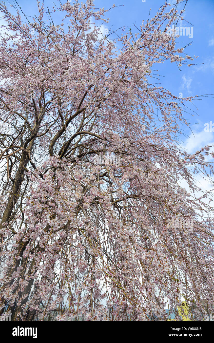 Cherry Blossom hanami In Kyoto Japan Cherry Blossom Festivals Are cherry-blossom-hanami-in-kyoto-japan-cherry-blossom-festivals-are
