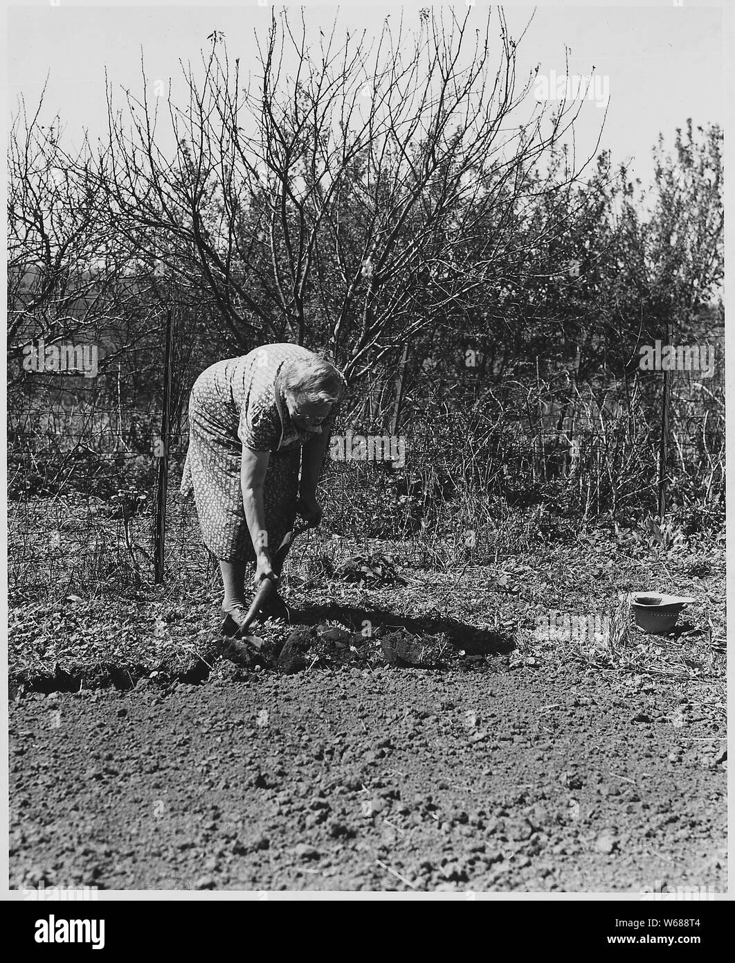 Shelby County, Iowa.... Detailed description: Most farms have home gardens and people here produce a . . .; Scope and content:  Full caption reads as follows: Shelby County, Iowa.... Detailed description: Most farms have home gardens and people here produce as much as they can for home use. Tending the garden is often the housewife's job. Stock Photo