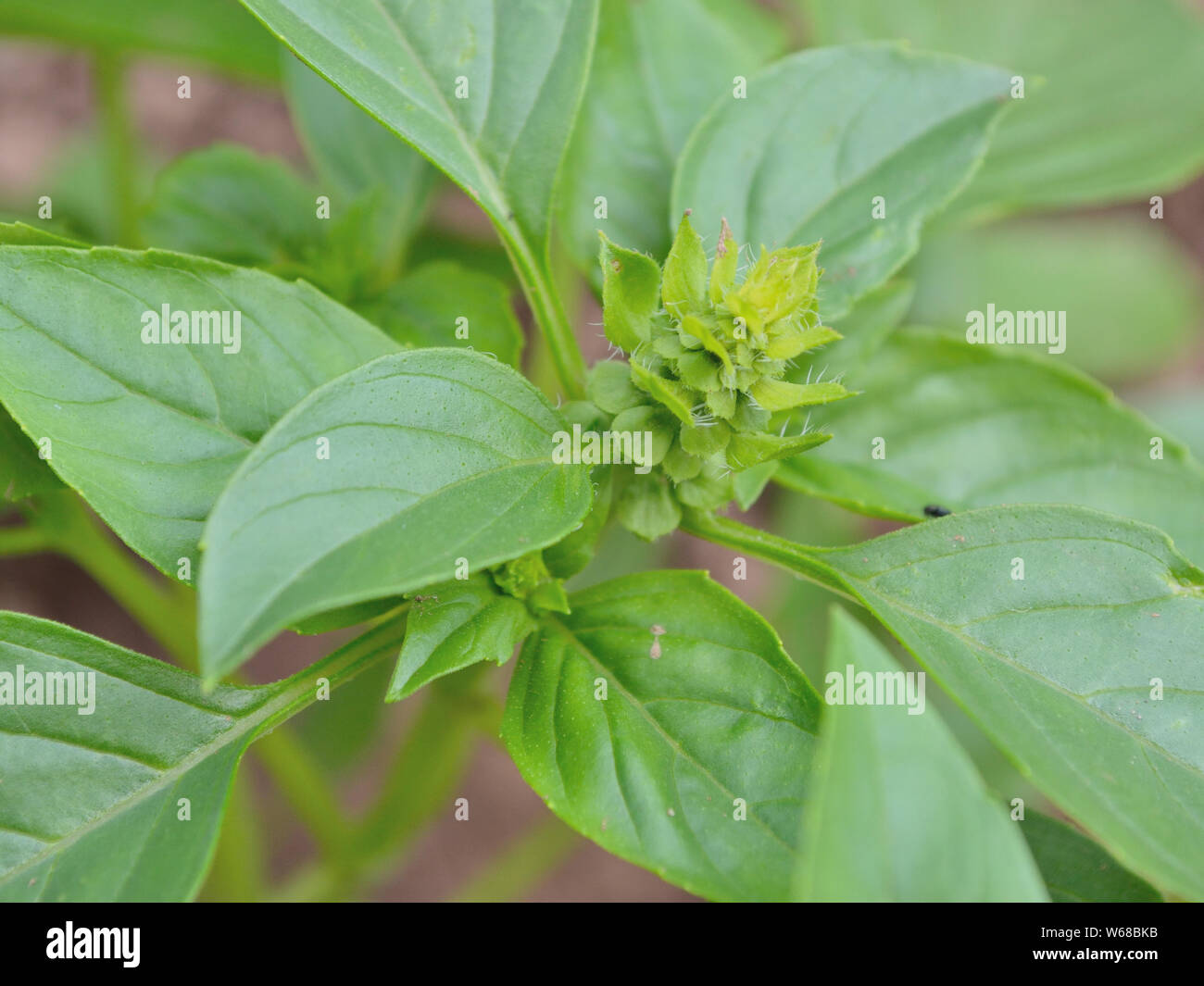 Basil the great hi-res stock photography and images - Page 3 - Alamy