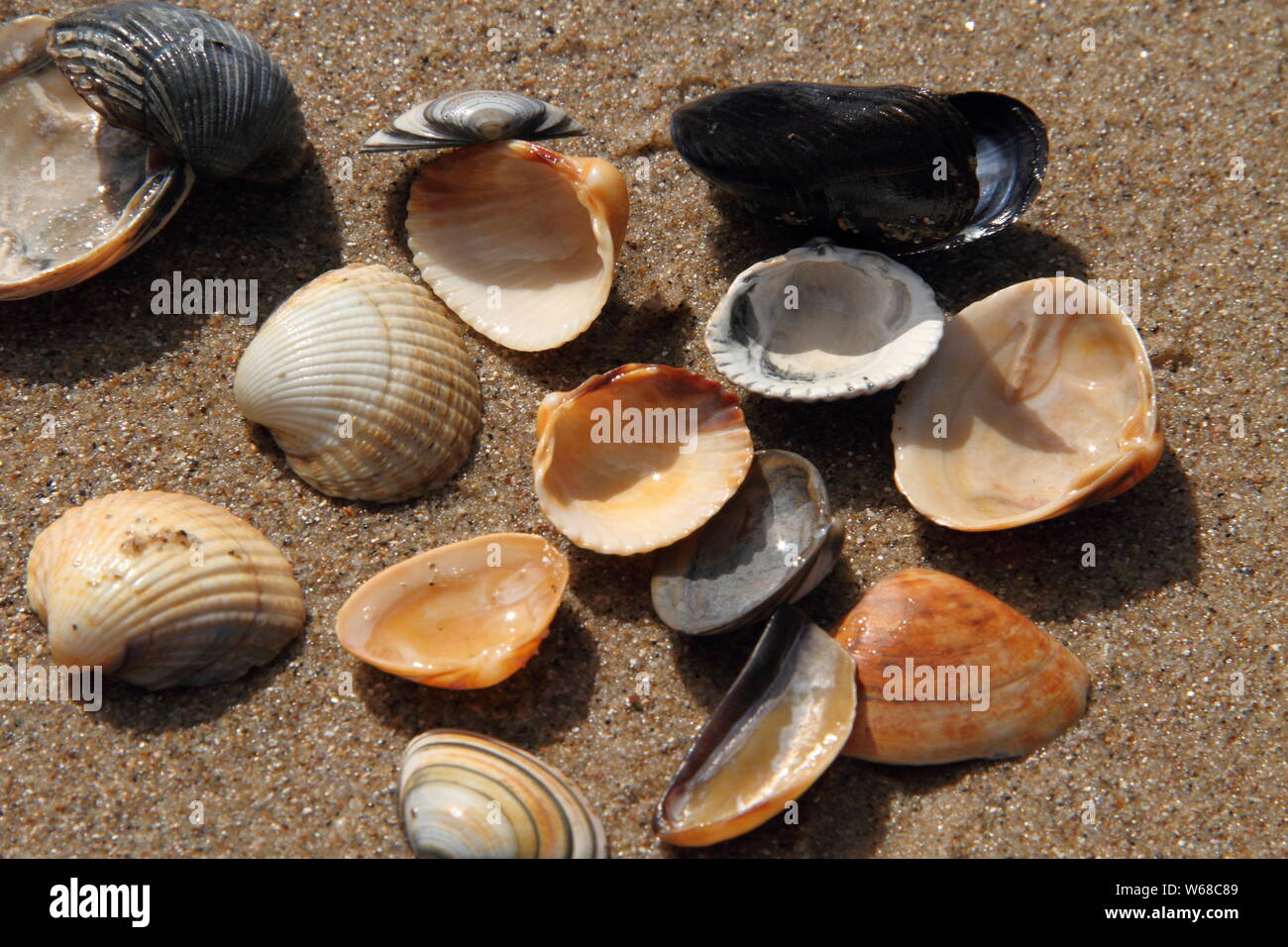 different seashell lie on the sandy beach Stock Photo