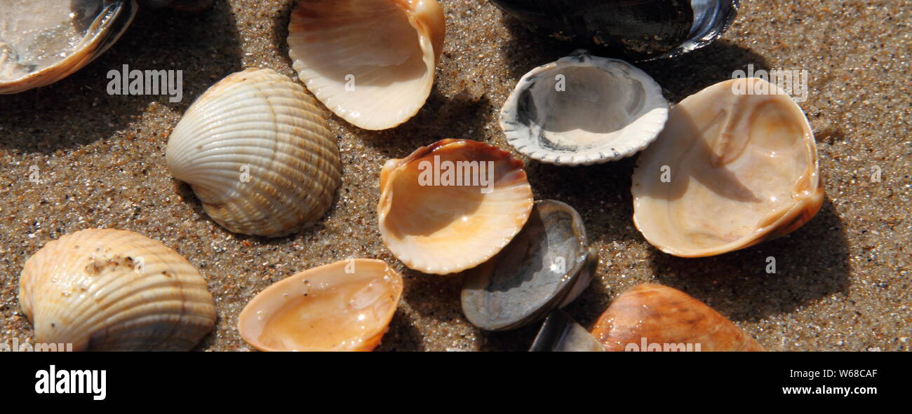 different seashell lie on the sandy beach Stock Photo
