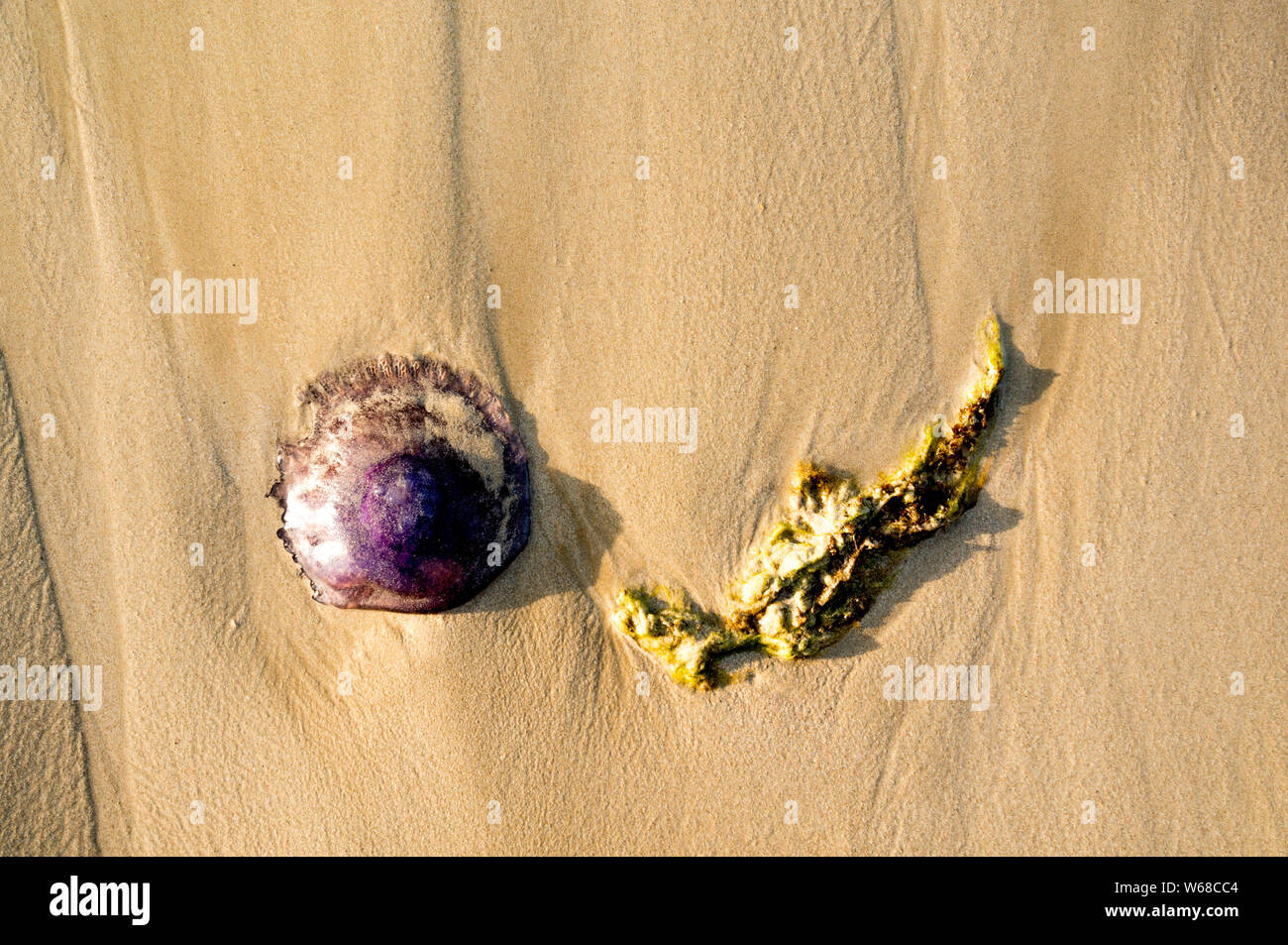 dead jellyfish and sea weed on a beach with waves coming in Stock Photo