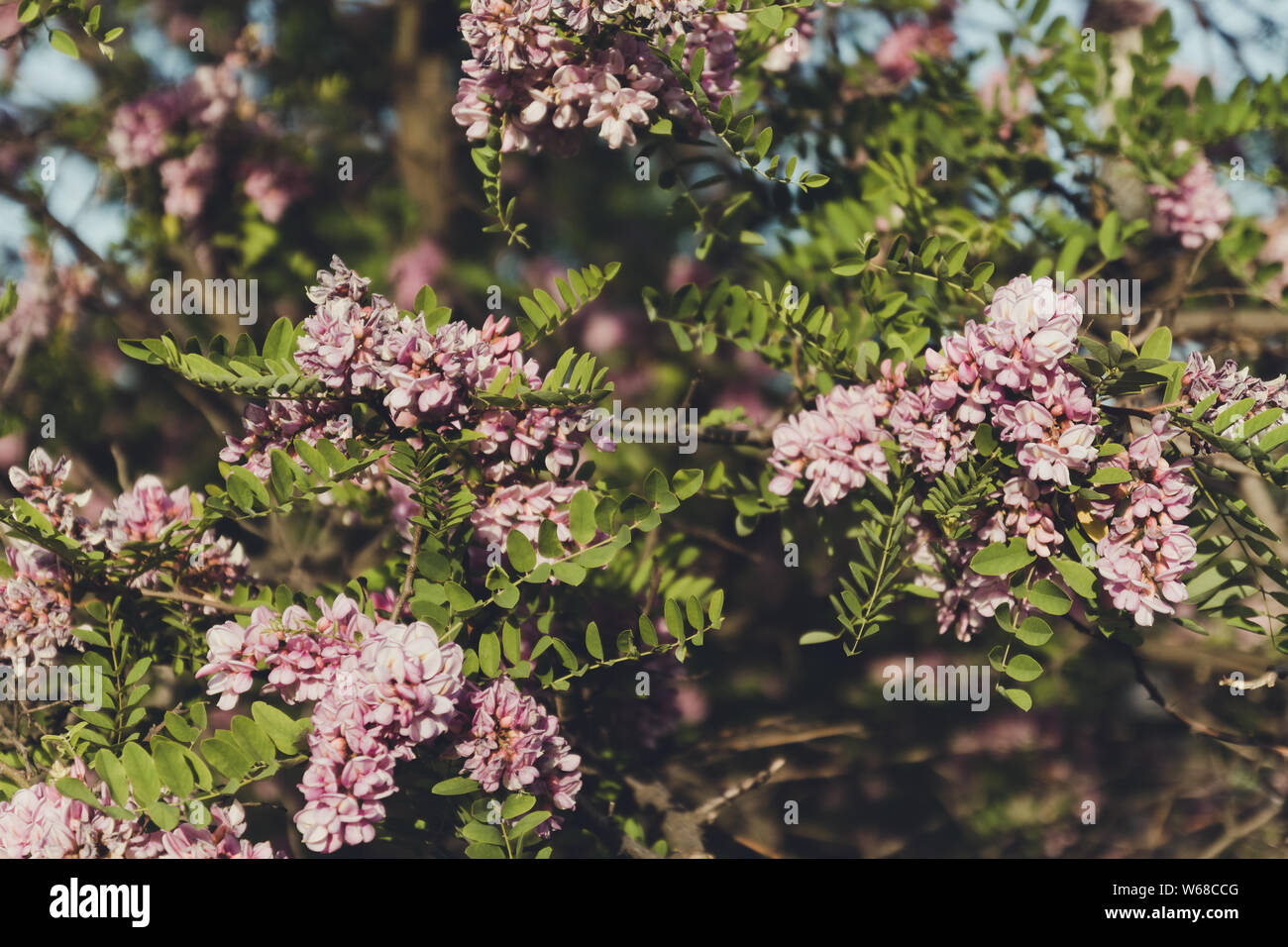 Blooming pink acacia in the summer. Spring concept Stock Photo