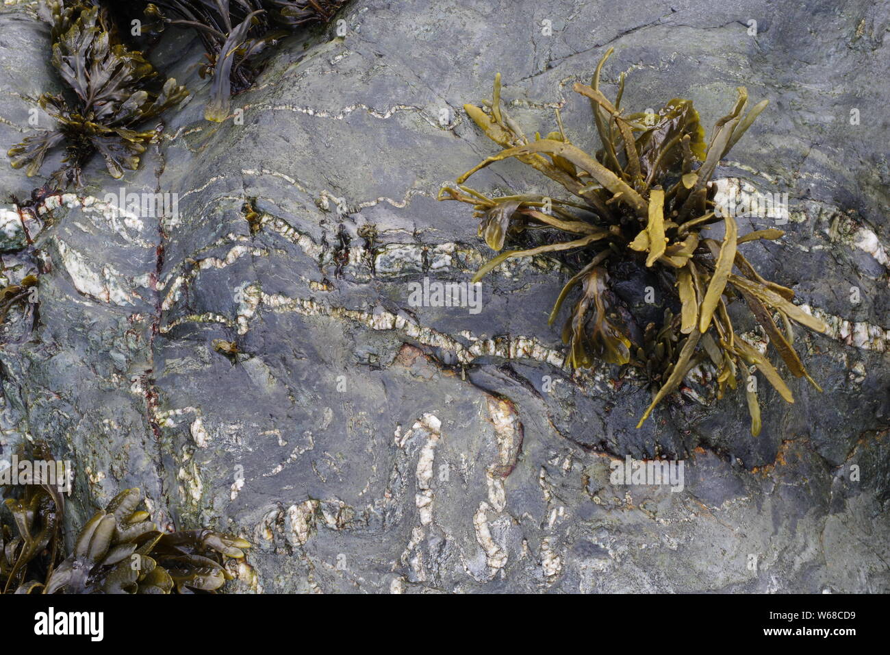 Natural Background of Metasedimentary Rock. St Agnes, North Cornwall, UK. Stock Photo