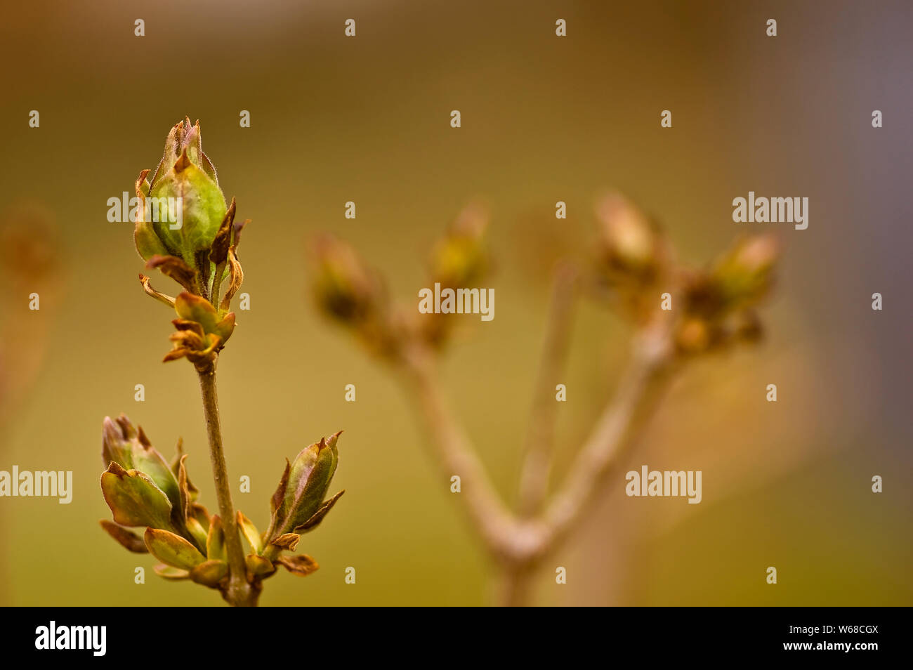 New leaves coming out Stock Photo - Alamy