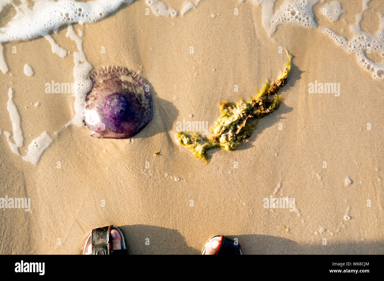 dead jellyfish and sea weed on a beach with waves coming in Stock Photo