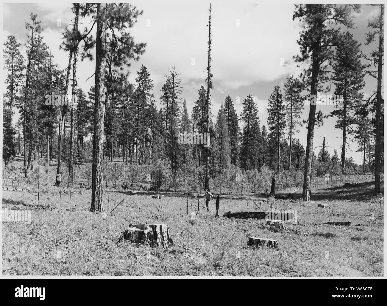 Summer of 1945 photo of a portion where logging slash was tractor piled during the previous summer and was burned during late fall of that year. As indicated in the reports an effort was made to ignite all snags, windfall, and other debris as well as the slash piles.; Scope and content:  Photographic reports compiled by Harold Weaver illustrate forest management on Indian Reservation forests of Washington and Oregon, mainly on Colville where Weaver was Forest supervisor before becoming Regional Forester in 1960. Ther are a few photos of California and Montana and reports of scientific field tr Stock Photo
