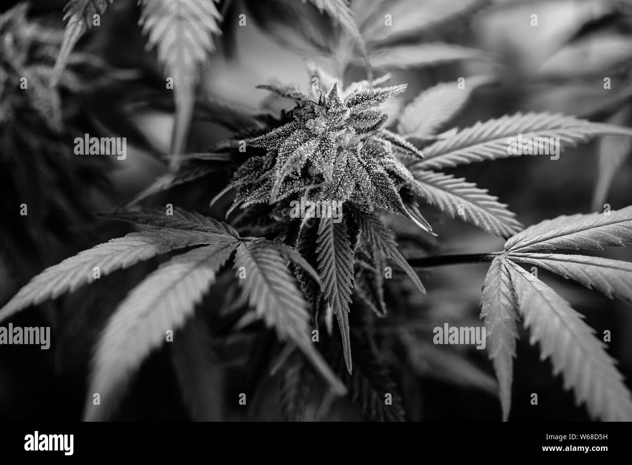 Home grown hemp, also known as marijuana and dagga, cultivated under LED lighting on South Africa's Cape Peninsula Stock Photo